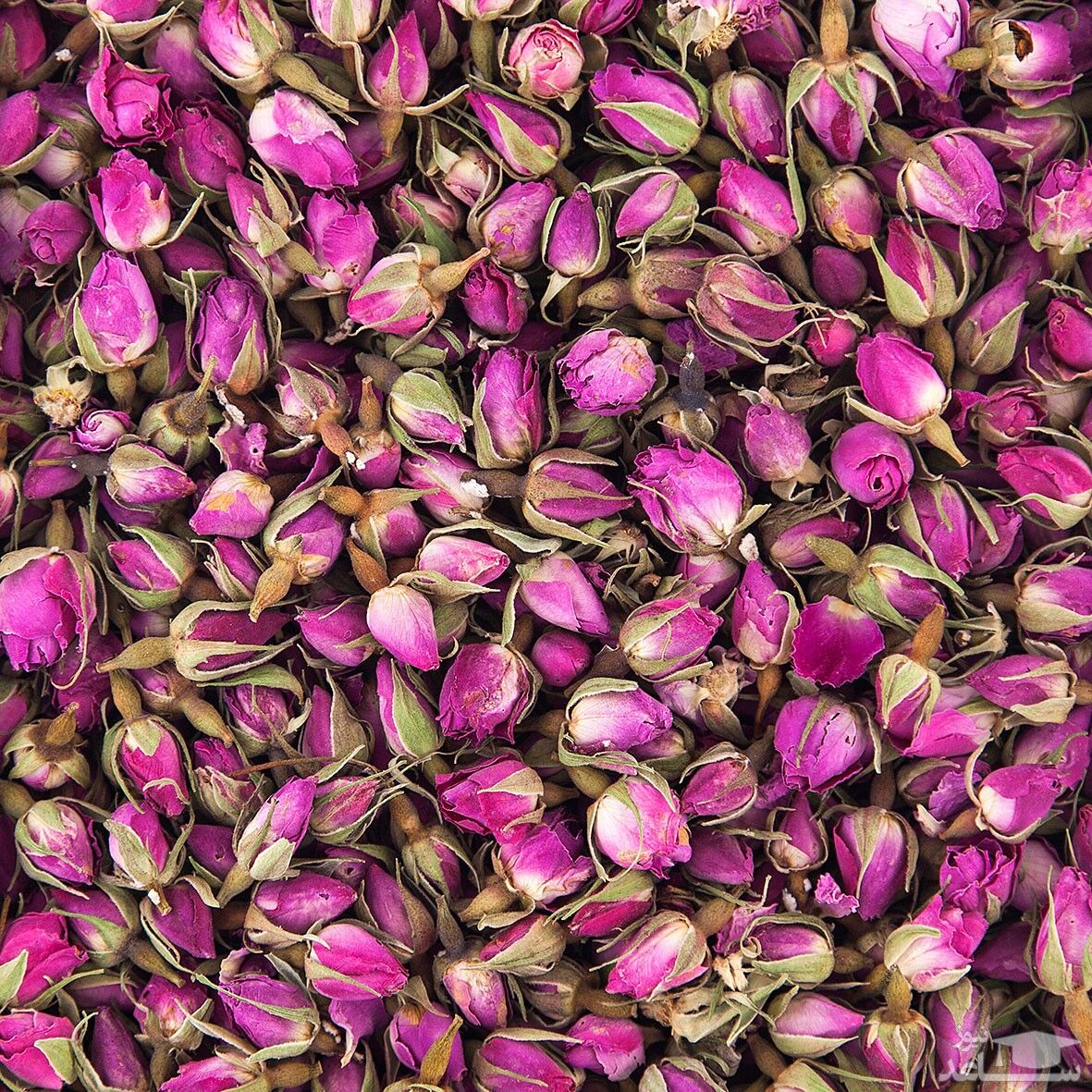 غنچه گل محمدی اعلا با عطر مسحور کننده